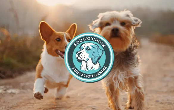 Educ'o'choix éducateur canin Annecy